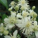 Clematis vitalba fleur